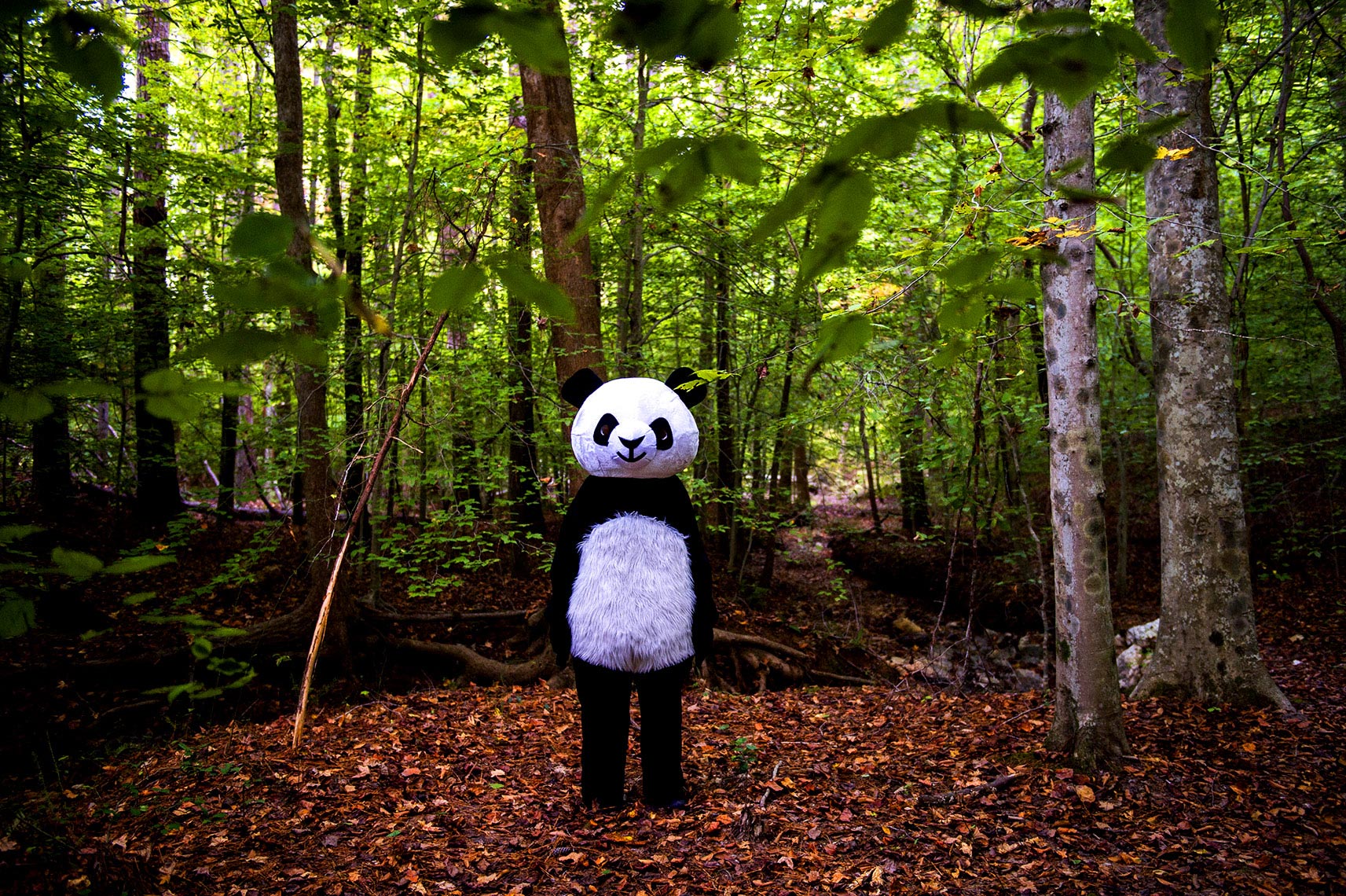 Side show Panda project Bryan Regan Photography